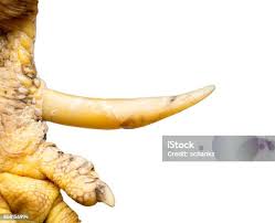 Foto de Esporão De Um Galo e mais fotos de stock de Briga de Galo - Caça de Animais - Briga de Galo - Caça de Animais, Brigar, Cazaquistão - iStock