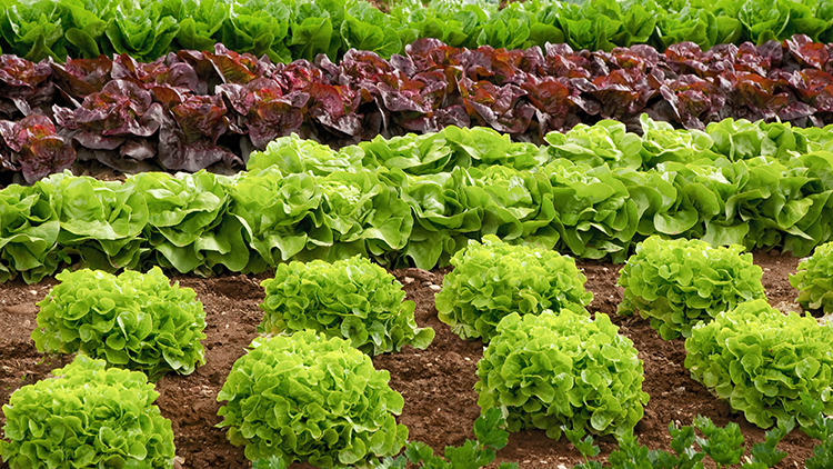 Em 5 passos, aprenda como plantar alface