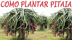 Como Plantar Pitaia, da forma mais fácil do mundo