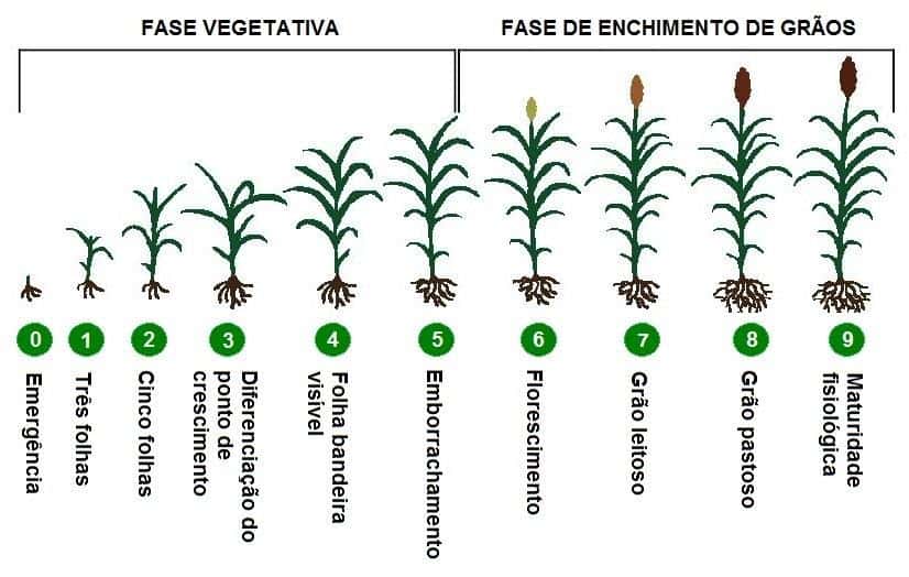 Plantio de Sorgo: Tudo o que você precisa saber sobre a cultura