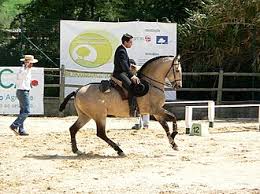 Lista de raças de cavalos – Wikipédia, a enciclopédia livre