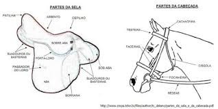 Equipamentos de Equitação e Cavalo