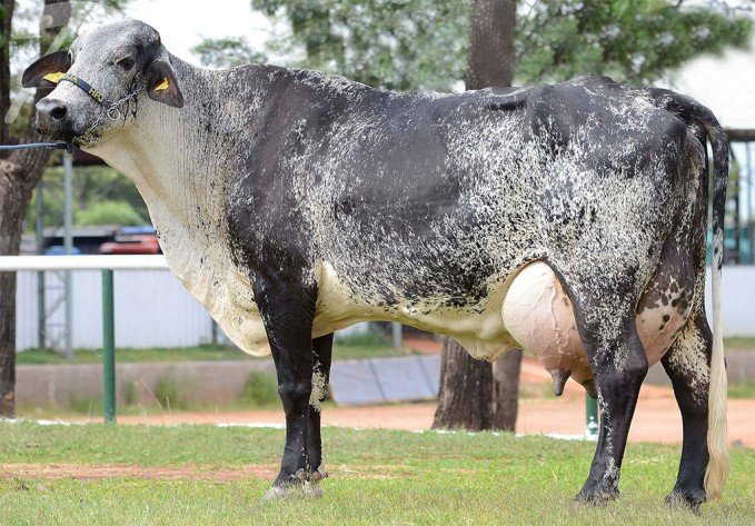 15 vacas da raça Girolando, em bom estado de saúde, produzindo em média 15 litros de leite por dia (18094) | Grupo Lance