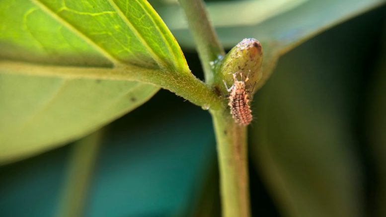 Controle biológico conservativo na cafeicultura - AgriBrasilis