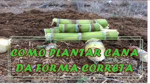 Como Plantar Cana de Açúcar no Quintal: Guia Passo a Passo
