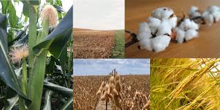 Rotação de culturas: Cultivo mais saudável - Agromove