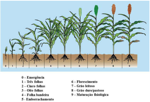 Ciclo do Sorgo: Fenologia, Fatores Críticos e Adaptação no Brasil