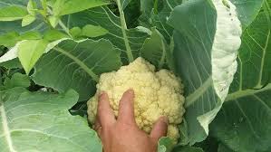 Plantio de couve flor