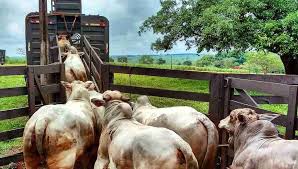 Transporte de gado: boas práticas e cuidados essenciais