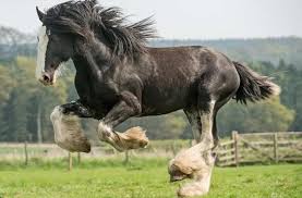 AS 10 RAÇAS DE CAVALOS MAIS CARAS DO MUNDO | Labovet Produtos Veterinários