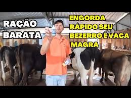 Como Engordar Vaca Magra e Bezerro Magro/Remédio para Engorda de Bovinos/Modificar Orgânico