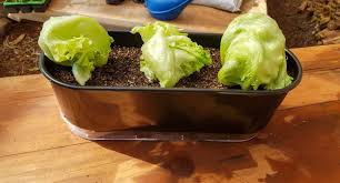 Alface em vaso: como cultivar - Blog Plantei
