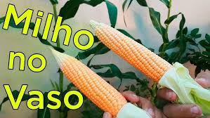 APRENDA A PLANTAR MILHO PIPOCA [PARTE 1] - YouTube