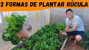 PLANTE e COLHA muita RÚCULA ORGÂNICA em casa de DUAS FORMAS diferentes e produza mais RÁPIDO (Ep238)