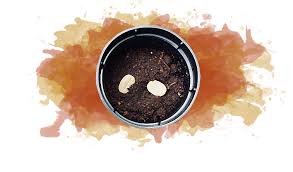como fazer muda de café – Coffee & Joy