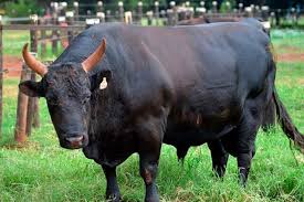 Cruzamento Wagyu Angus: Carne de Qualidade Superior