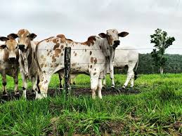 Seguro para gado cobre furto e roubo de animais? - Boi Saúde