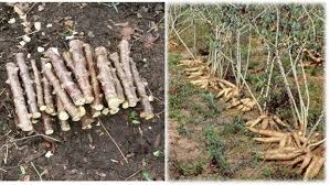 Como Plantar Mandioca para colher super rápido