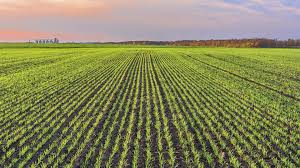 Frio e chuva atrasam plantio de trigo no Rio Grande do Sul - The AgriBiz