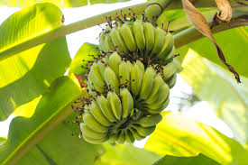 Como Plantar Banana a Partir da Fruta - Pomar e Horta Sustentáveis
