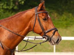 Cavalos de Raça e Acessórios para Montaria: Guia Completo