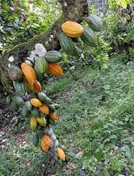 Plantar Cacau Bahia: Guia Completo e Dicas Essenciais