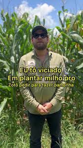 Como Plantar Milho Pamonha: Guia Completo e Dicas