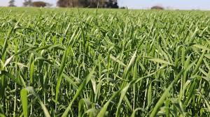 Plantio do trigo está quase concluído no Rio Grande do Sul - Secretaria da Agricultura, Pecuária, Produção Sustentável e Irrigação