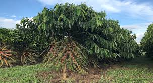 Ciência ajuda a transformar Rondônia referência na produção de café na região Norte - Revista Cultivar
