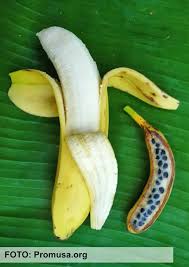 Há 7 mil anos, bananas tinham sementes e não eram comestíveis