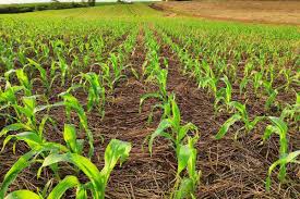 O Milho em Sistema de Plantio Direto » Portal Agriconline